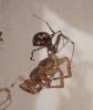 Steatoda triangulosa